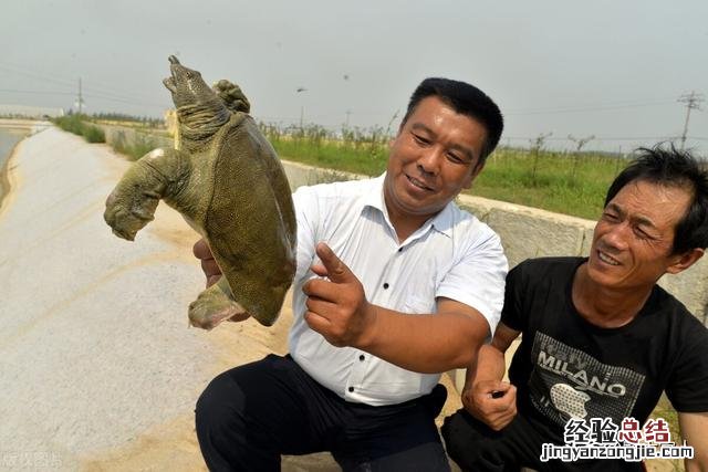 甲鱼怎么杀最正宗的做法 甲鱼正确杀法和处理