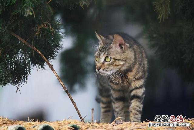 最热门的10种猫 猫的品种有哪些图片