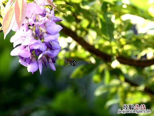 兰花施肥后叶片慢慢变黄 兰花叶子发黄怎么办是什么原因