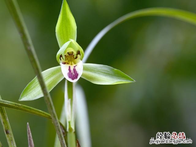 兰花施肥后叶片慢慢变黄 兰花叶子发黄怎么办是什么原因