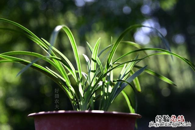 兰花施肥后叶片慢慢变黄 兰花叶子发黄怎么办是什么原因