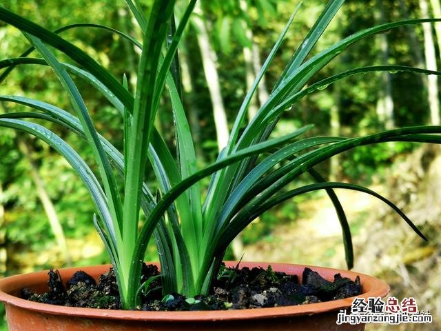 兰花施肥后叶片慢慢变黄 兰花叶子发黄怎么办是什么原因