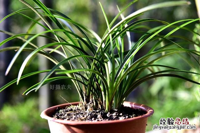 兰花施肥后叶片慢慢变黄 兰花叶子发黄怎么办是什么原因