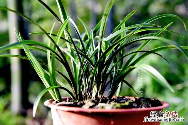 兰花施肥后叶片慢慢变黄 兰花叶子发黄怎么办是什么原因