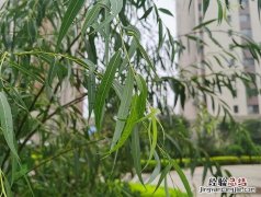 植物传播种子的方法主要有四种 植物是怎么传播种子的