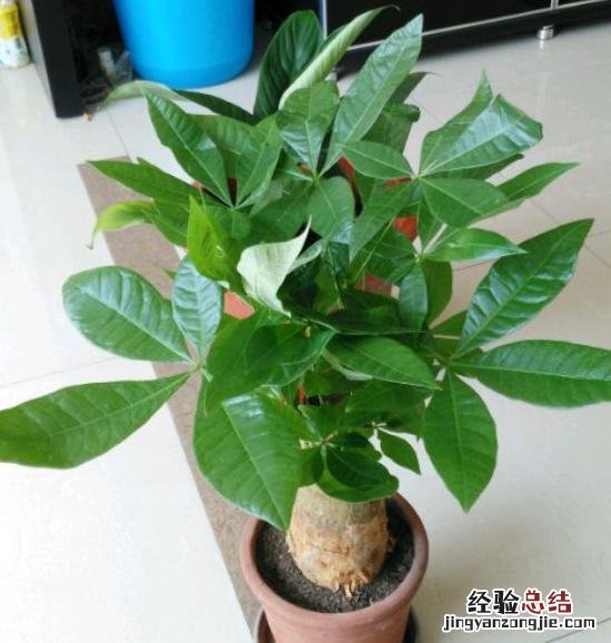 发财树老黄叶纠正3点轻松解决难题 发财树叶子发黄怎么回事