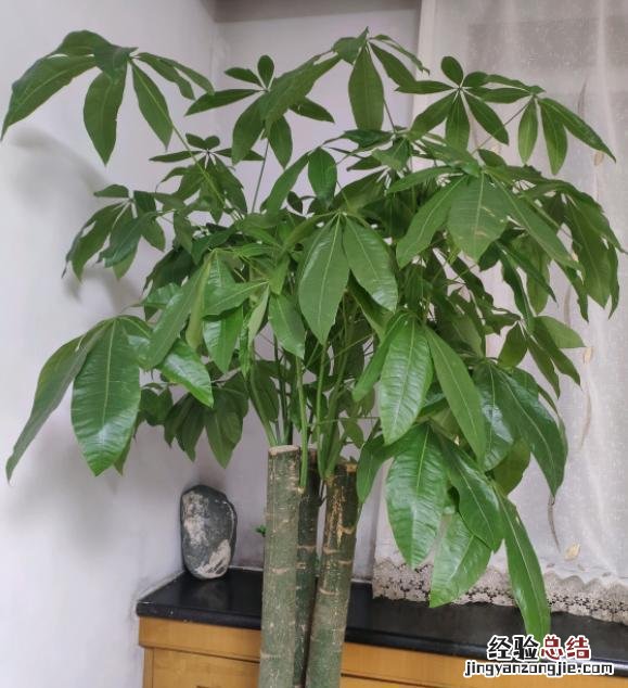 发财树老黄叶纠正3点轻松解决难题 发财树叶子发黄怎么回事