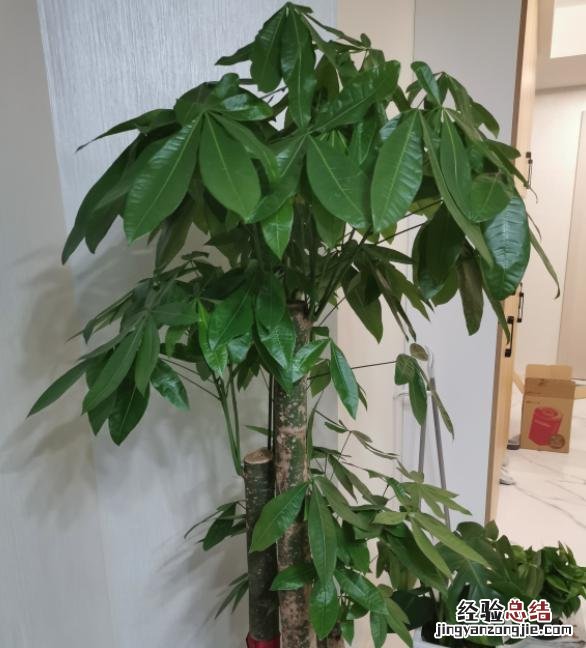 发财树老黄叶纠正3点轻松解决难题 发财树叶子发黄怎么回事