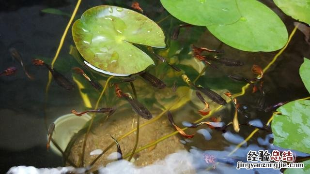 观赏鱼最简单的饲养方法 观赏鱼的养殖方法和注意事项