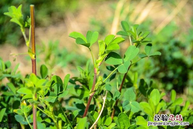 紫花苜蓿草的种植时间和方法 苜蓿草种植技术和方法