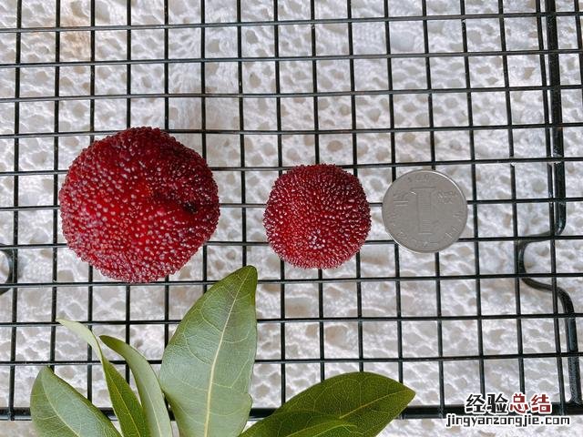 几十年经验的老师傅教你泡杨梅酒 杨梅酒怎么泡制方法