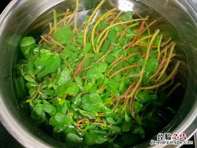 分享3种营养做法 马齿苋的功效与作用吃法
