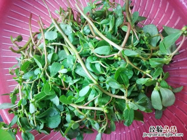 分享3种营养做法 马齿苋的功效与作用吃法