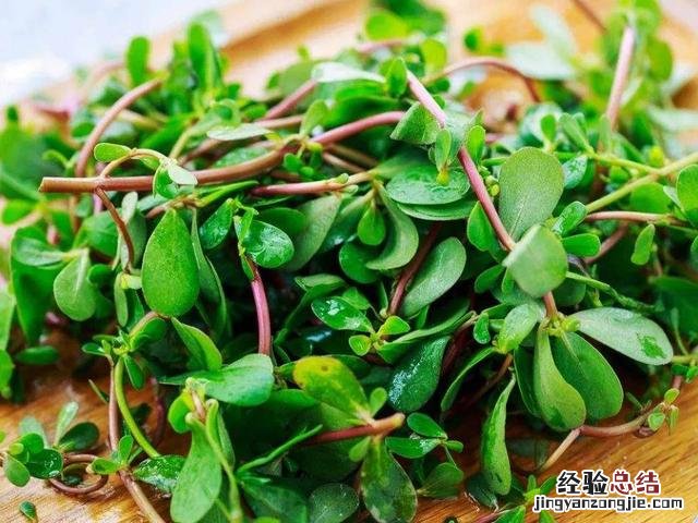分享3种营养做法 马齿苋的功效与作用吃法