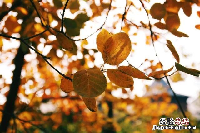 这30个关于秋的成语原来都出自诗词 与秋天有关的四字成语