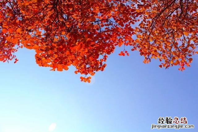 这30个关于秋的成语原来都出自诗词 与秋天有关的四字成语
