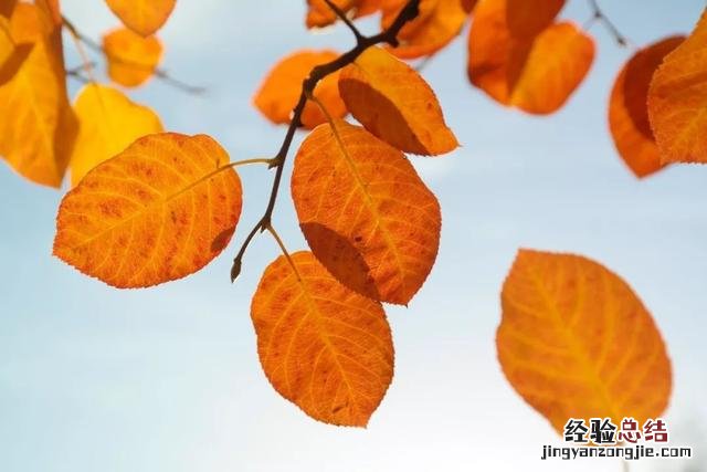 这30个关于秋的成语原来都出自诗词 与秋天有关的四字成语