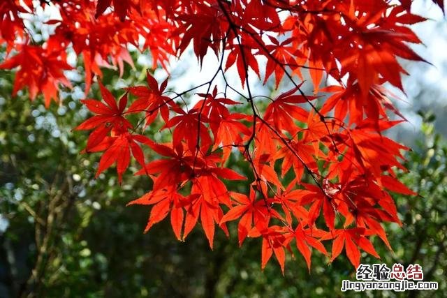 这30个关于秋的成语原来都出自诗词 与秋天有关的四字成语