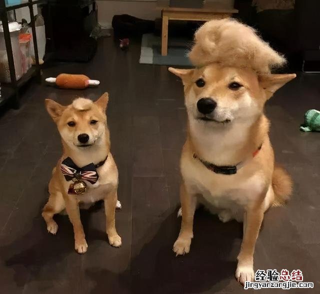15张可爱又温馨的狗狗亲子照 小狗可爱图片呆萌图片