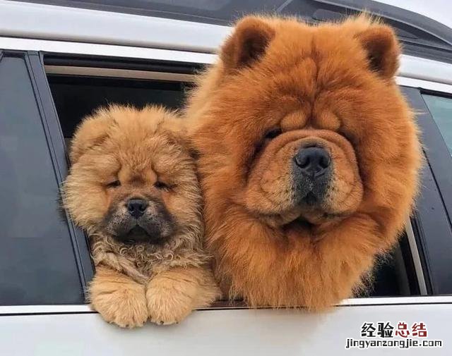15张可爱又温馨的狗狗亲子照 小狗可爱图片呆萌图片