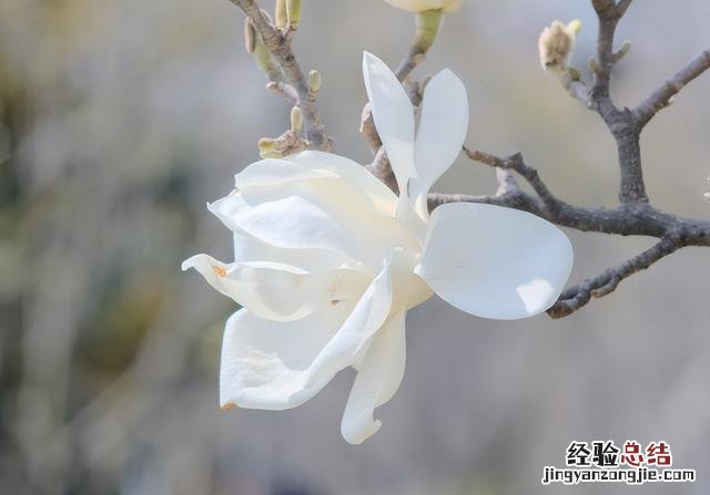 玉兰花枝条插水里能开花吗 玉兰花图片真实照片