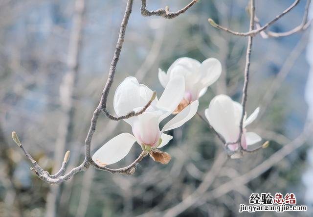 玉兰花枝条插水里能开花吗 玉兰花图片真实照片