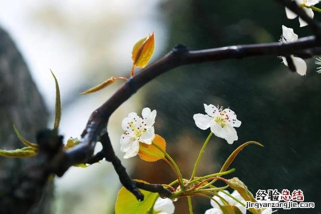 古诗中赞美梨花的优美句子 赞美梨花的唯美句子诗句