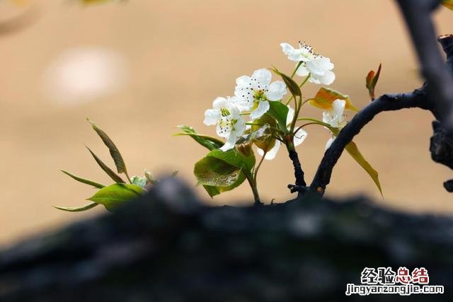 古诗中赞美梨花的优美句子 赞美梨花的唯美句子诗句