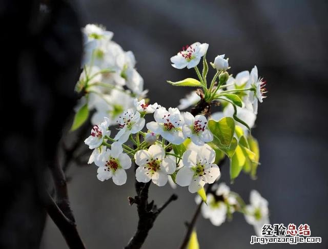 古诗中赞美梨花的优美句子 赞美梨花的唯美句子诗句