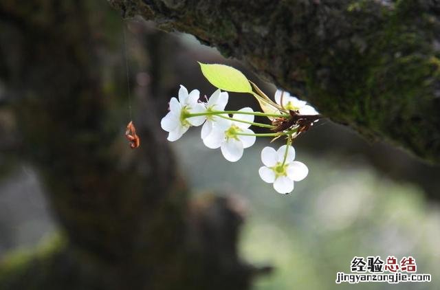 古诗中赞美梨花的优美句子 赞美梨花的唯美句子诗句