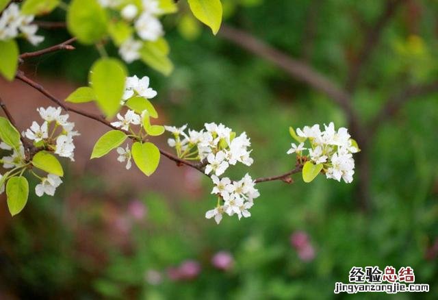 古诗中赞美梨花的优美句子 赞美梨花的唯美句子诗句