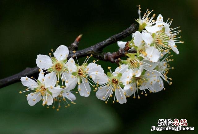 古诗中赞美梨花的优美句子 赞美梨花的唯美句子诗句