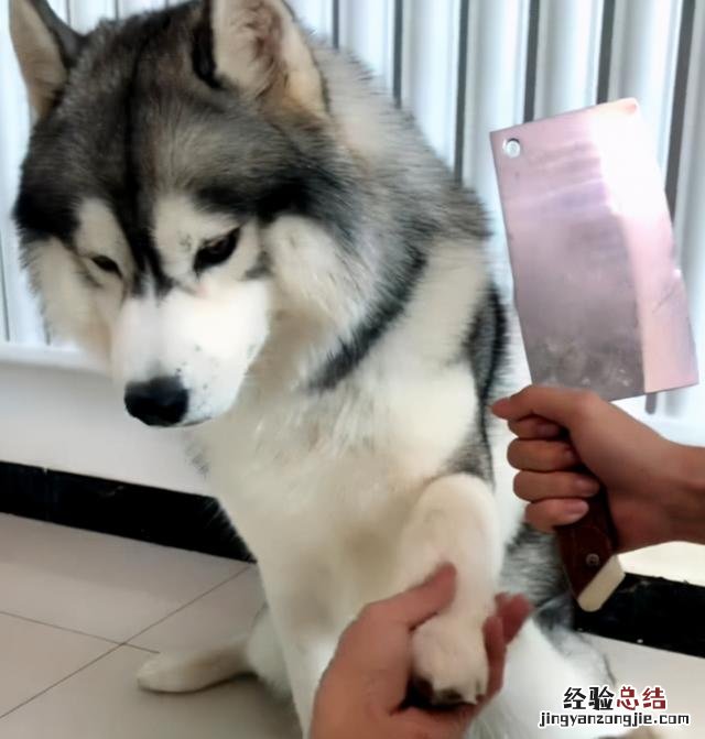 养哈士奇犬的正确方法 哈士奇怎么训练听话