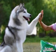 养哈士奇犬的正确方法 哈士奇怎么训练听话