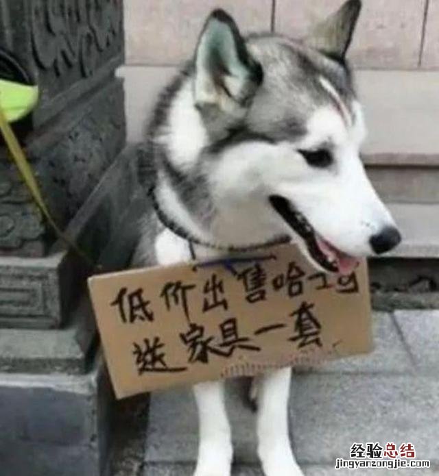 养哈士奇犬的正确方法 哈士奇怎么训练听话