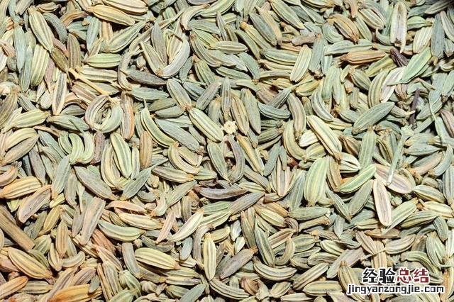 茴香与孜然有什么不同 小茴香是什么样的图片