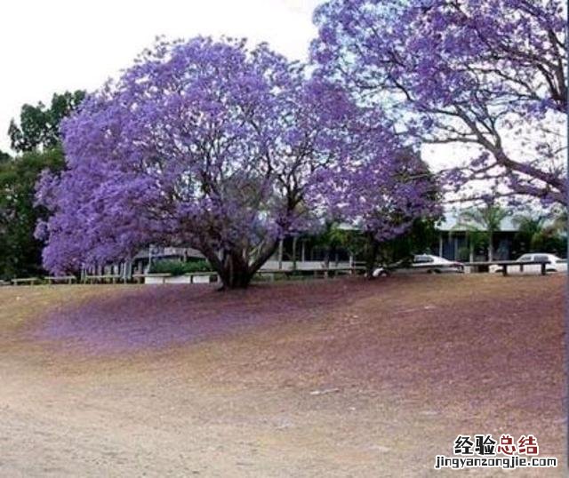 蓝花楹是一种怎样的树种 蓝花楹图片欣赏