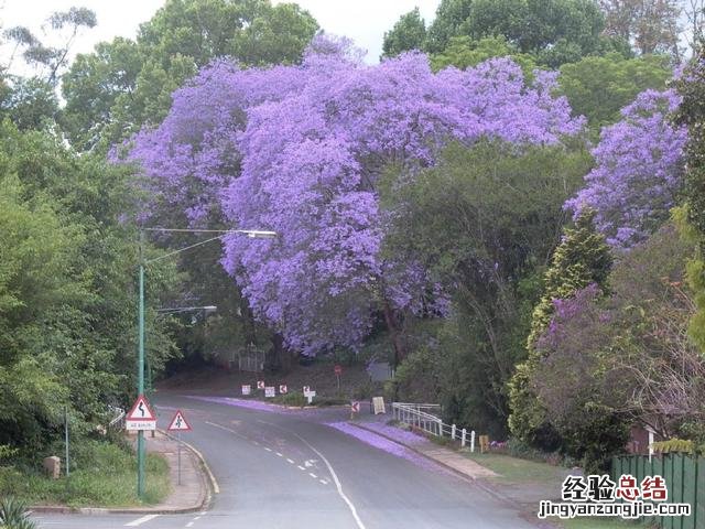 蓝花楹是一种怎样的树种 蓝花楹图片欣赏