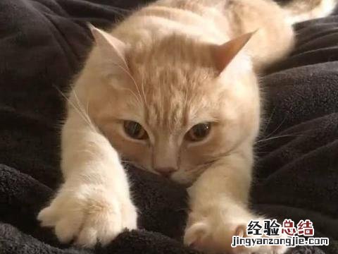 猫咪有这些特征说明它已经认主了 怎么确定猫认主人了