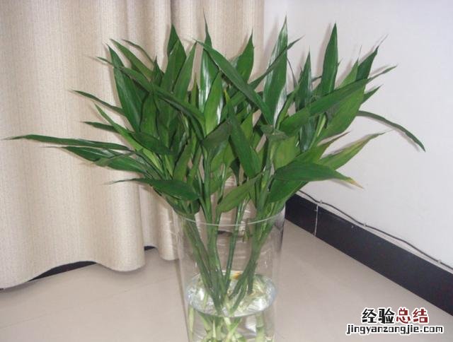 教你1个水培“秘方” 富贵竹怎么水养生根快