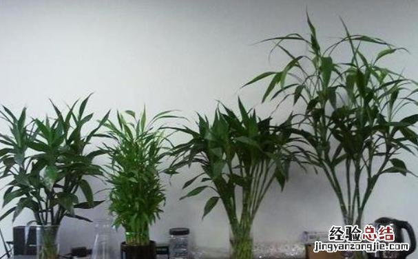 教你1个水培“秘方” 富贵竹怎么水养生根快