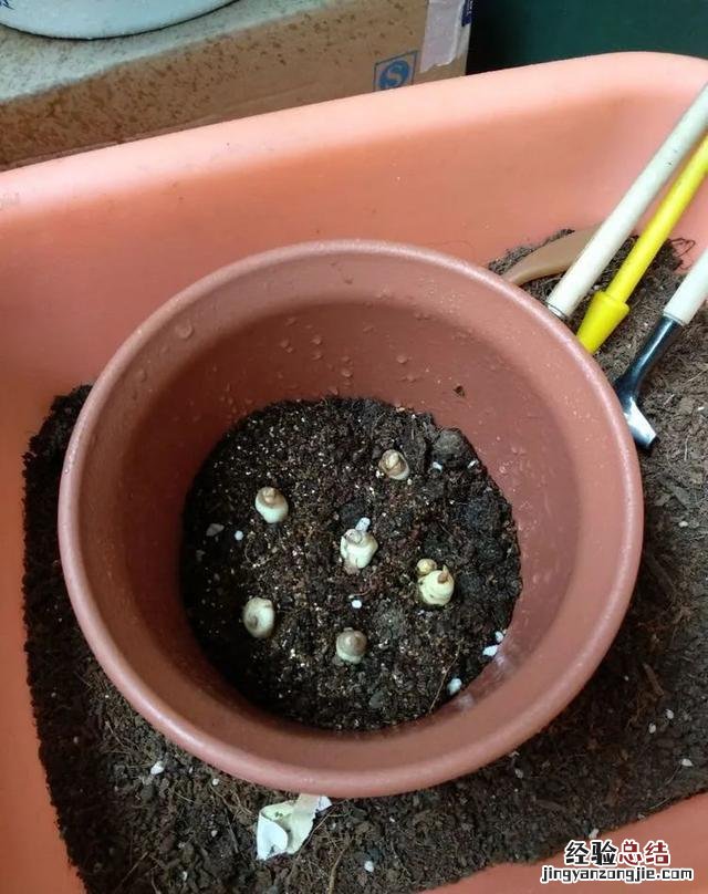 令乖巧的小苍兰开出最美的花 小苍兰图片花语