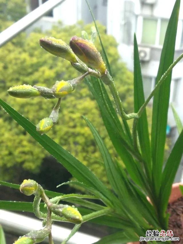 令乖巧的小苍兰开出最美的花 小苍兰图片花语