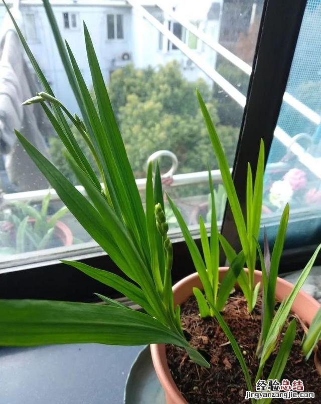 令乖巧的小苍兰开出最美的花 小苍兰图片花语