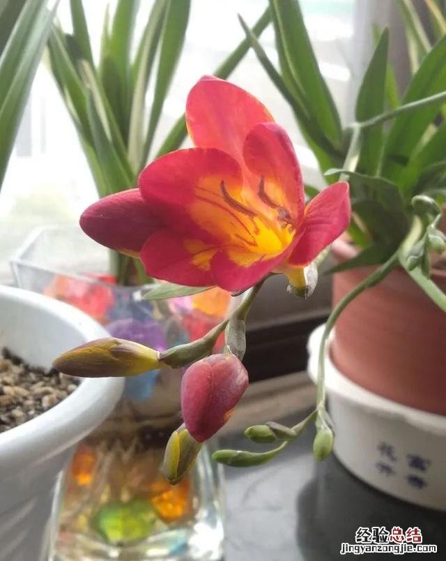 令乖巧的小苍兰开出最美的花 小苍兰图片花语