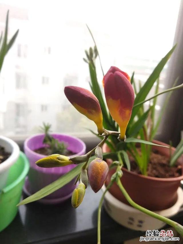 令乖巧的小苍兰开出最美的花 小苍兰图片花语