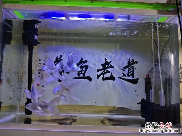 罗汉鱼怎样喂养才能长得大 罗汉鱼怎么养注意事项