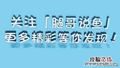 小型短雕金波子如何繁殖及喂养 金波子混养鱼最佳搭配