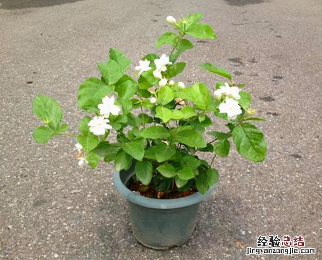 茉莉花冬季养护的正确方法 茉莉花冬天怎么养才能安全过冬