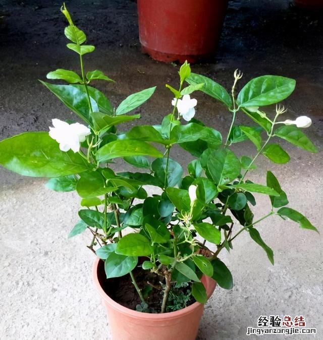 茉莉花冬季养护的正确方法 茉莉花冬天怎么养才能安全过冬